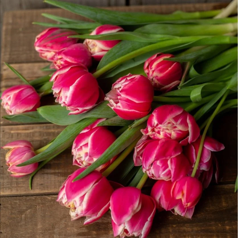 Tulip - Columbus — Pretty Flower Farm